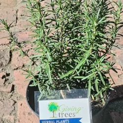 Rosemary 'Barbecue' - 17cm