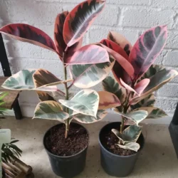 The Rubber tree 'Tineke' - 19cm