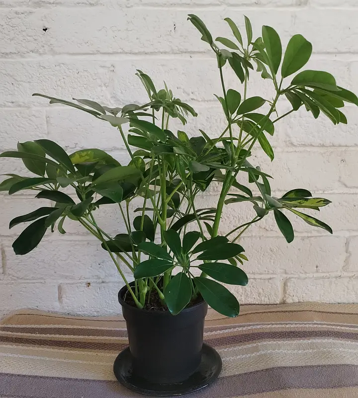 Schefflera arboricola - 14cm - Image 2