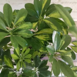 Schefflera arboricola - 14cm