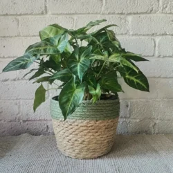 Two-tone natural basket - fits 16.5cm nursery pot