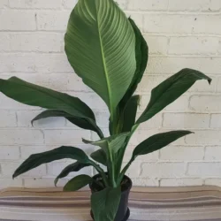 Giant peace lily - 16.5cm