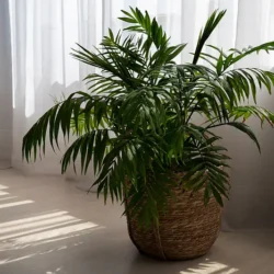 Indoor Plants