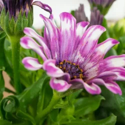 Outdoor Plants