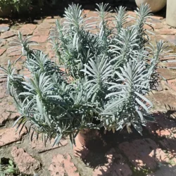 Silver Lavender - 15cm