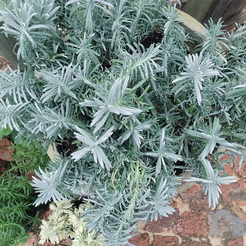 Silver Lavender - 15cm - Image 2