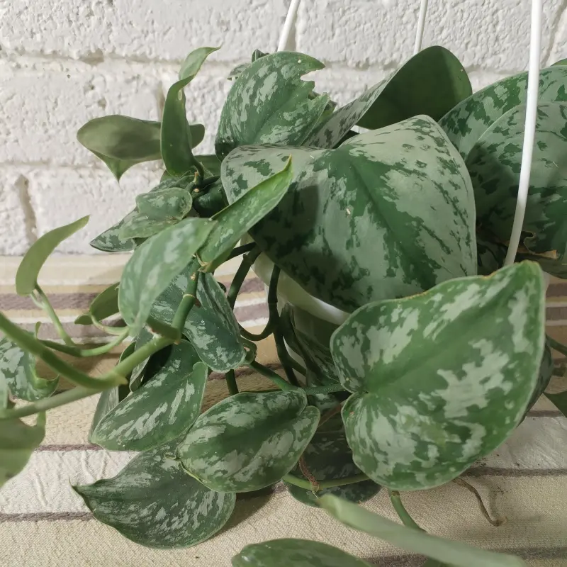 Scindapsus 'Silver Splash' - 14cm - Image 2