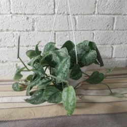 Scindapsus 'Silver Splash' - 14cm