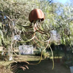 Small hanging jellyfish with air plant