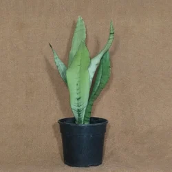 Snake Plant "Moonshine" 14cm