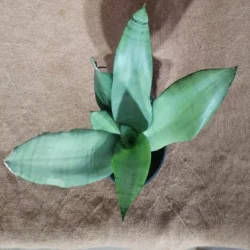 Snake Plant "Moonshine" 16.5cm