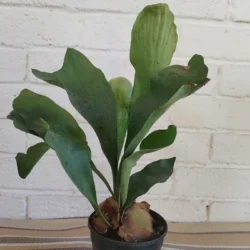 Staghorn "Netherlands"- Mounted