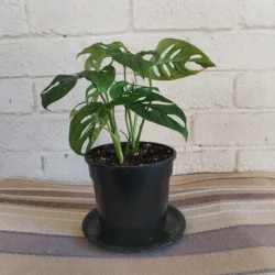 Swiss cheese vine - 14cm