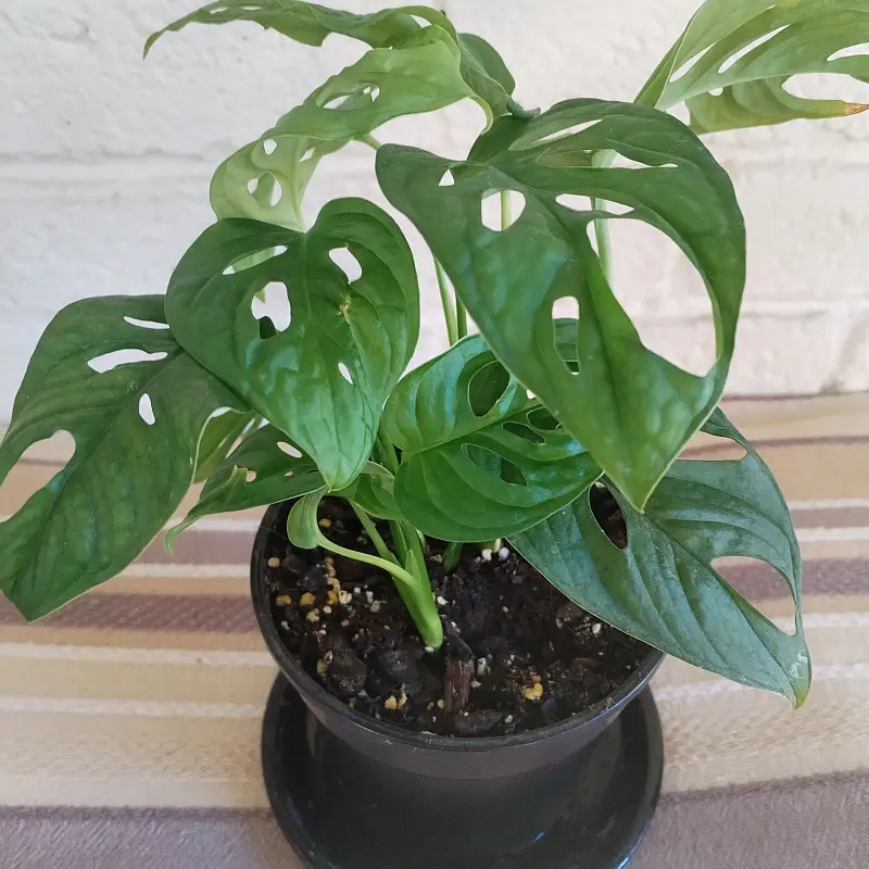 Swiss cheese vine - 14cm - Image 2