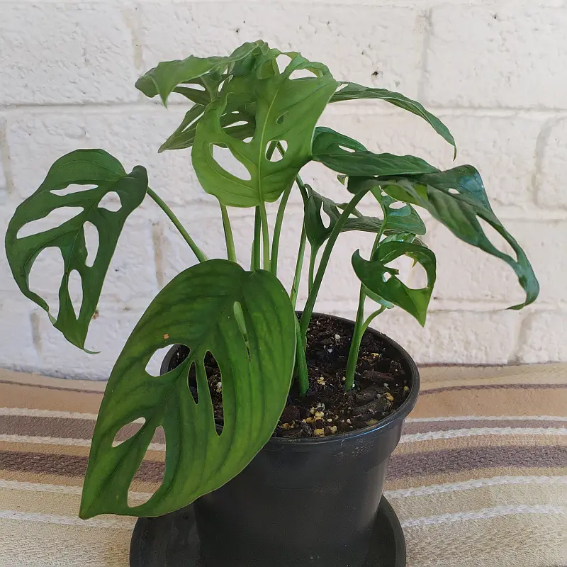 Swiss cheese vine - 14cm - Image 3