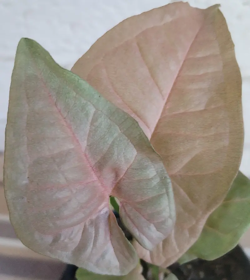 Syngonium 'Neon Robusta' - 12cm - Image 4