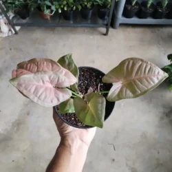 Syngonium 'Neon Robusta' - 12cm