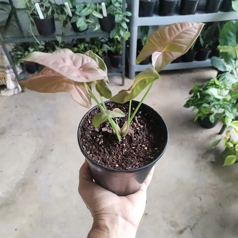 Syngonium 'Neon Robusta' - 12cm - Image 3