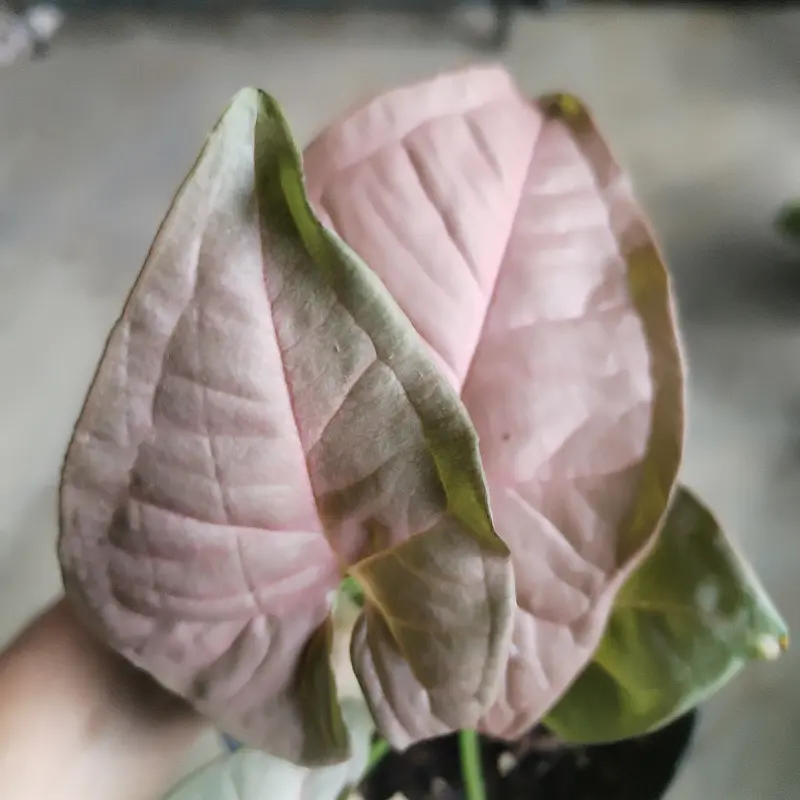 Syngonium 'Neon Robusta' - 12cm - Image 2