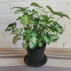 Syngonium pixie - 14cm