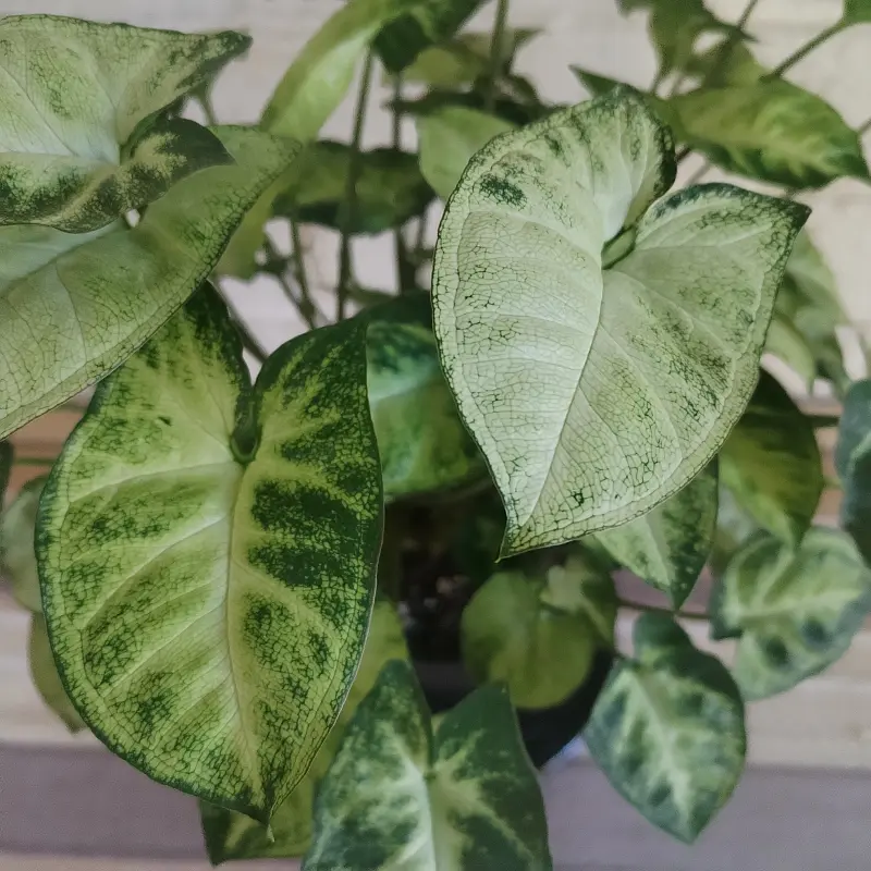 Syngonium 'Pixie' - 14cm - Image 3