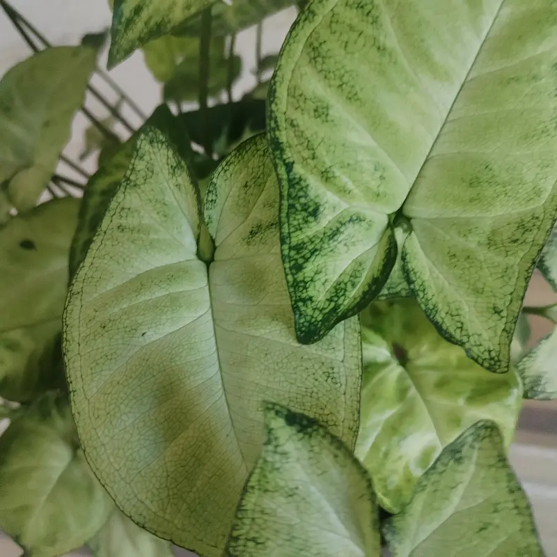 Syngonium 'Pixie' - 14cm - Image 2
