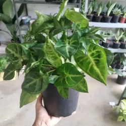Syngonium 'Robusta' - 12cm