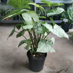 Syngonium 'White butterfly' - 14cm