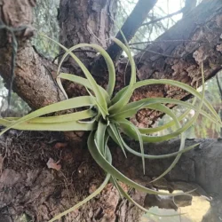 Tillandsia capitata peach large