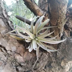 Tillandsia harrisii