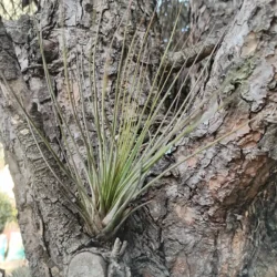 Tillandsia juncifolia