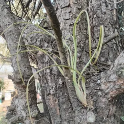 Tillandsia balbisiana