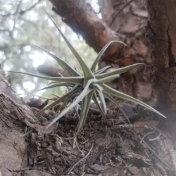Tillandsia bergeri