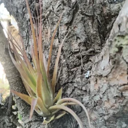 Tillandsia brachycaulos