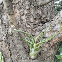 Tillandsia bulbosa