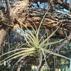 Tillandsia cacticola