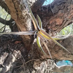 Tillandsia capitata x caput