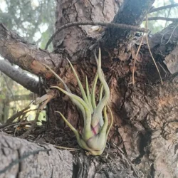 Tillandsia caput medusae