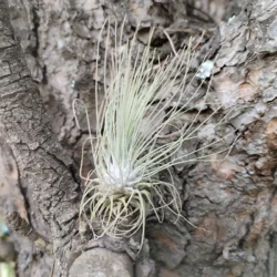 Tillandsia fuchsii var gracilis