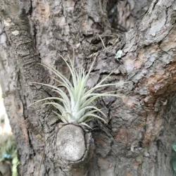 Tillandsia ionantha