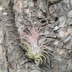 Tillandsia ionantha rubra
