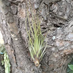 Tillandsia melanocrater