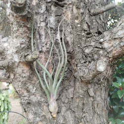 Tillandsia pseudobaileyi
