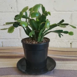 Zygo Cactus (Schlumbergera) Bright pink - 12cm