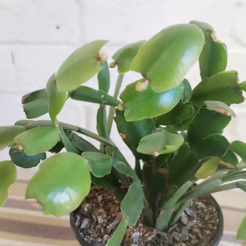 Zygo Cactus (Schlumbergera) Bright pink - 12cm - Image 2