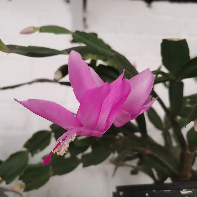 Zygo Cactus (Schlumbergera) Bright pink - 12cm - Image 3