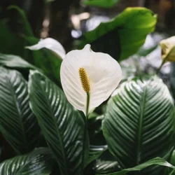 Peace Lily - 14cm