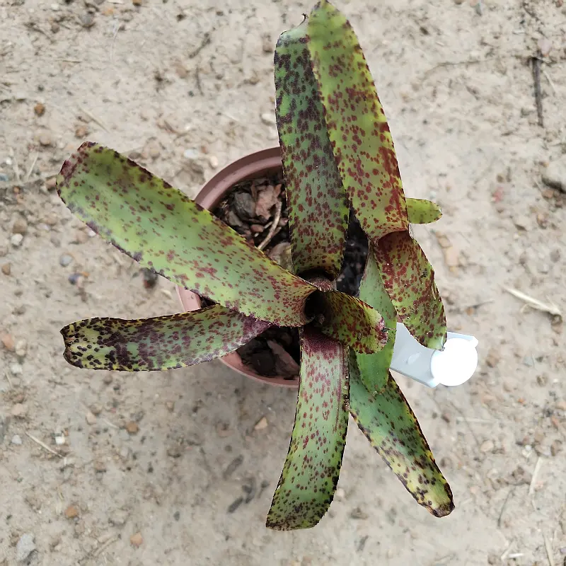 Neoregelia bromeliad (mini) - set of 4 mixed colours - Image 2