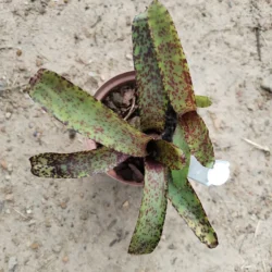 Neoregelia bromeliad (mini) - set of 4 mixed colours