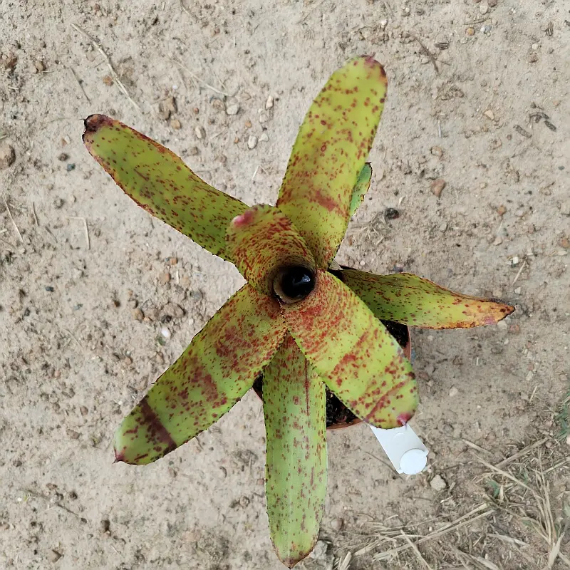 Neoregelia bromeliad (mini) - set of 4 mixed colours - Image 3